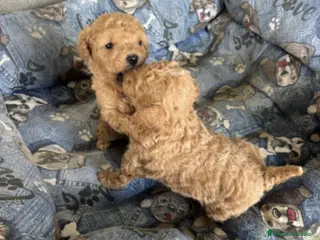 Caniche Toy perros Caniches toy - Anuncio 8