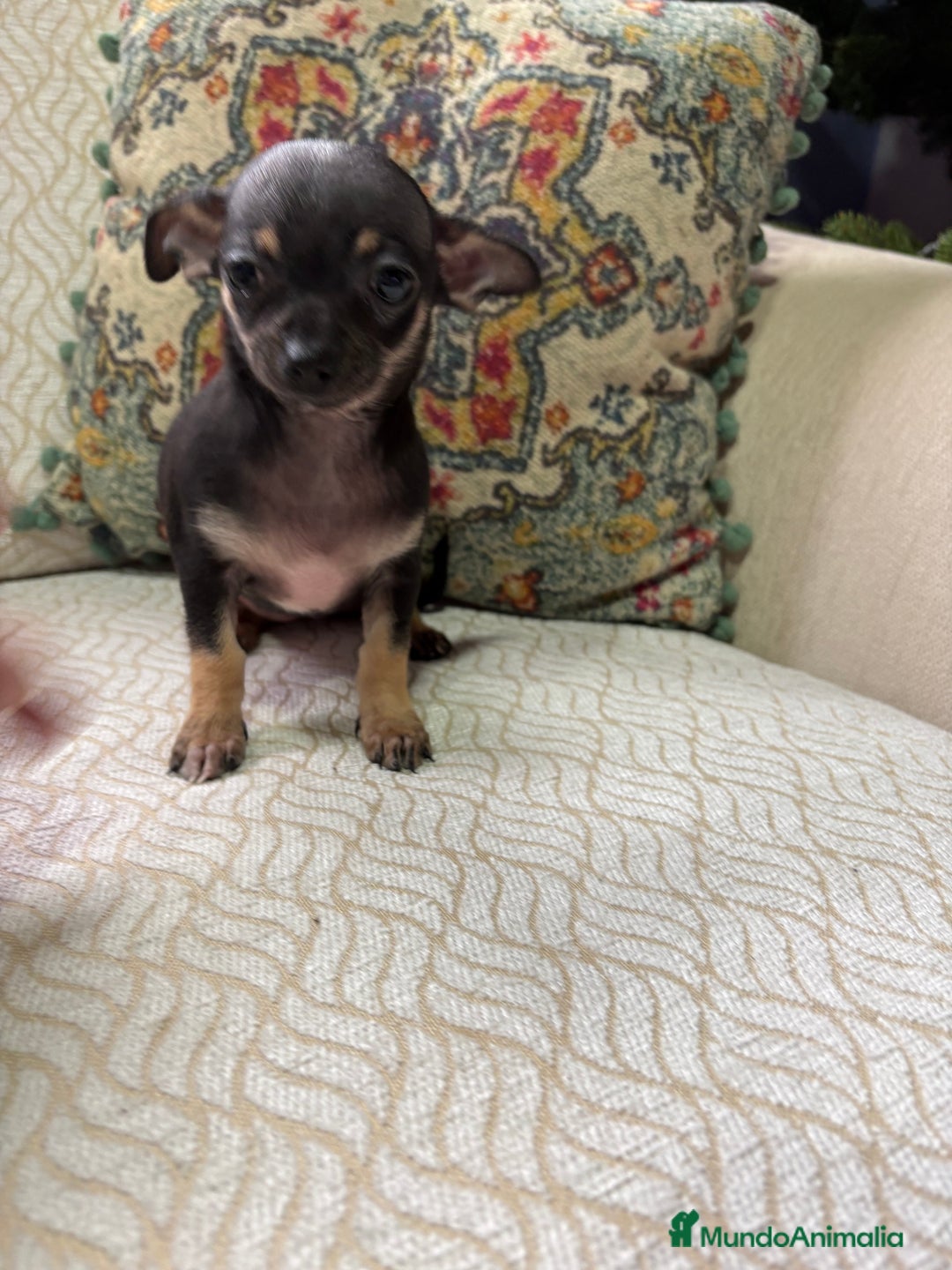 Chihuahua perros en venta: Chihuahua Toy hembra negro - Anuncio 6