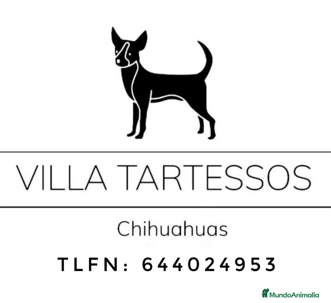 Chihuahua perros Chihuahua en Sevilla - Anuncio 37