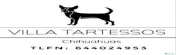 Chihuahua perros en venta: Chihuahua en Sevilla - Anuncio 1