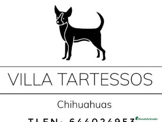 Chihuahua perros en Sevilla - Anuncio 25