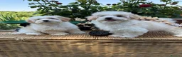 Maltipoo perros en venta: Maltipoo!!! - Anuncio 4