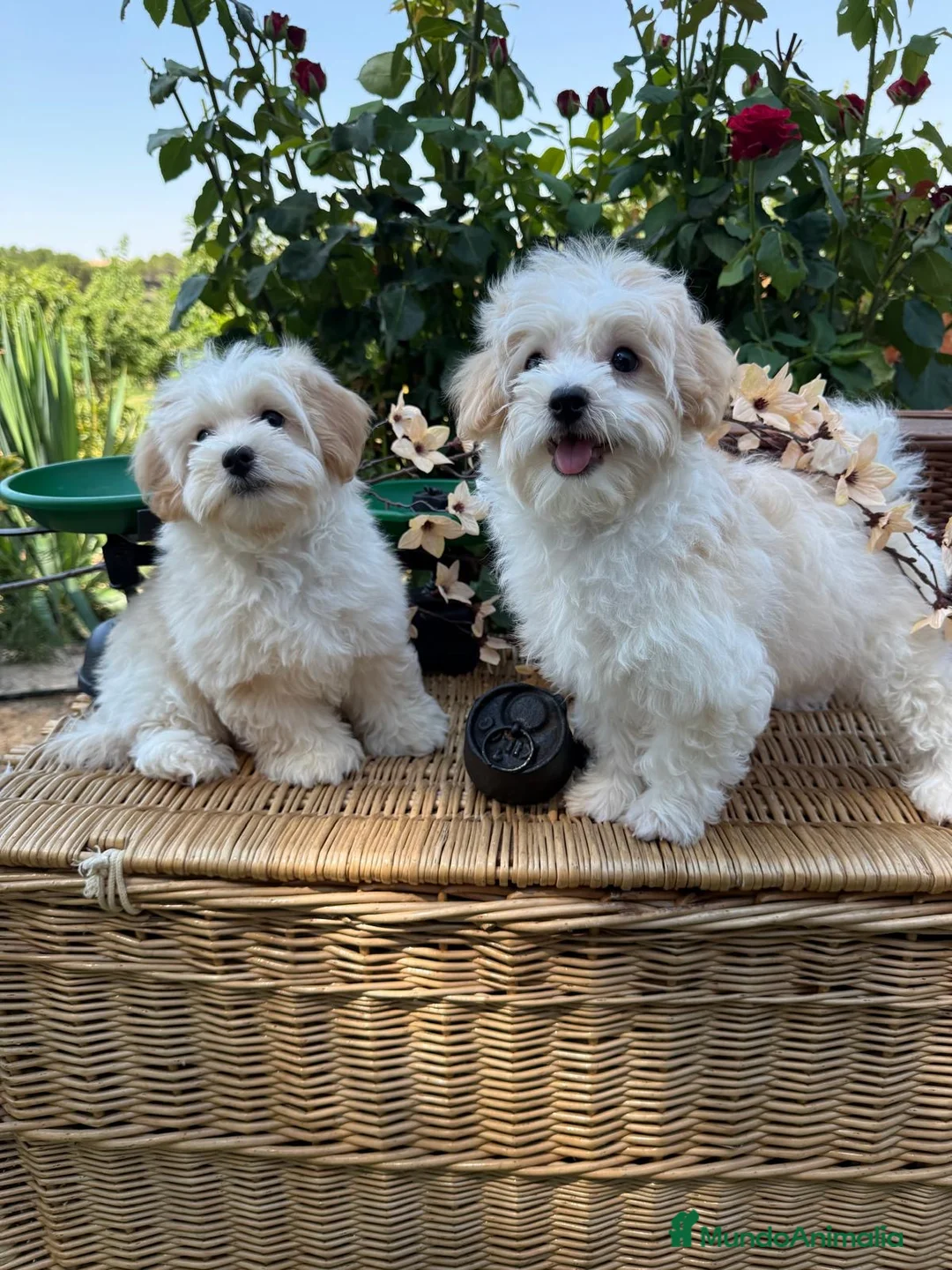 Maltipoo perros en venta: Maltipoo!!! - Anuncio 4