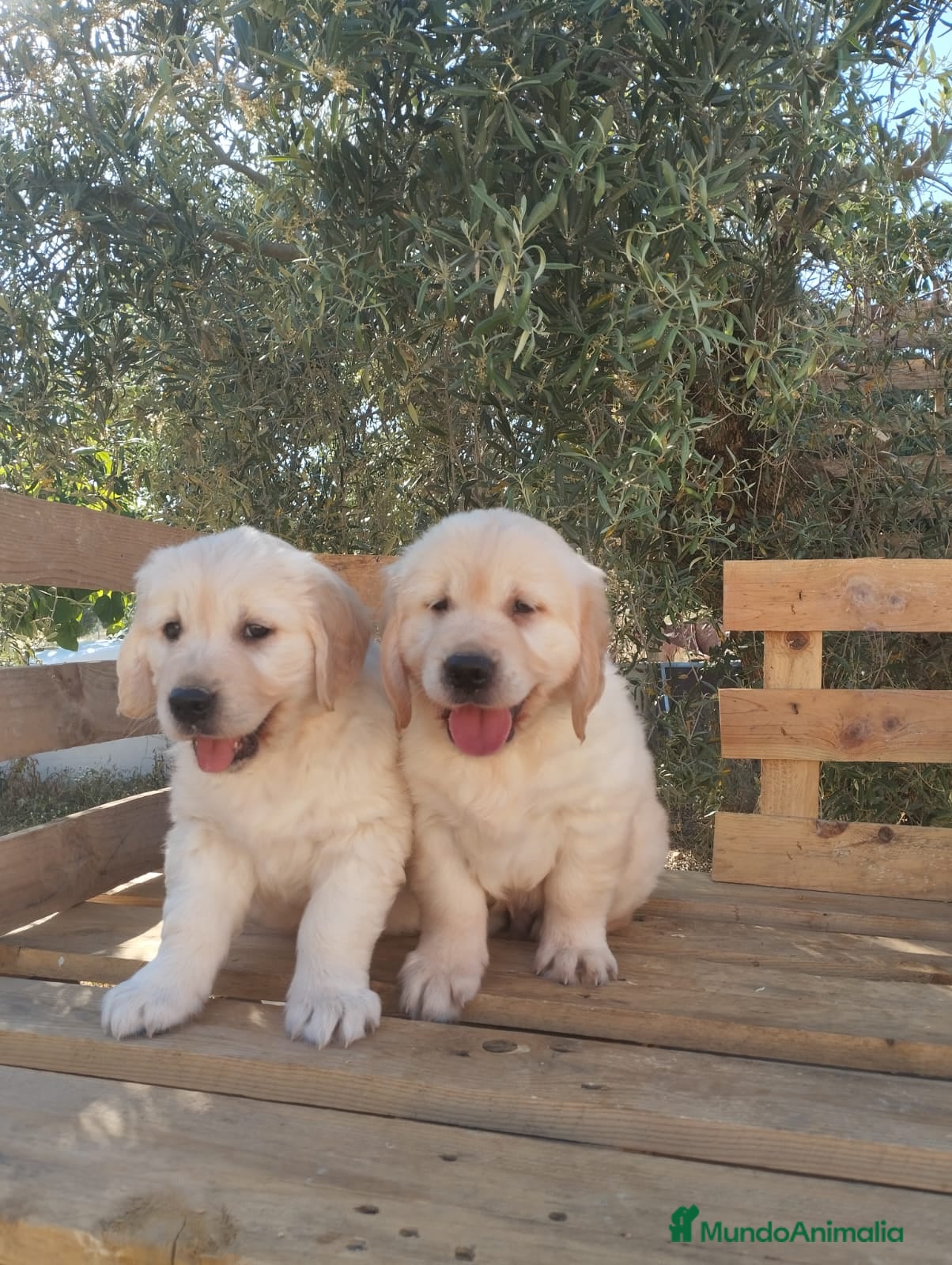 Golden Retriever perros 📢📢ULTIMA PAREJA DE GOLDEN RETRIEVER - Anuncio 1