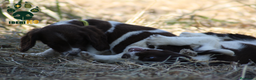 English Springer Spaniel perros en venta: Cachorros springer spaniel seriedad - Anuncio 8