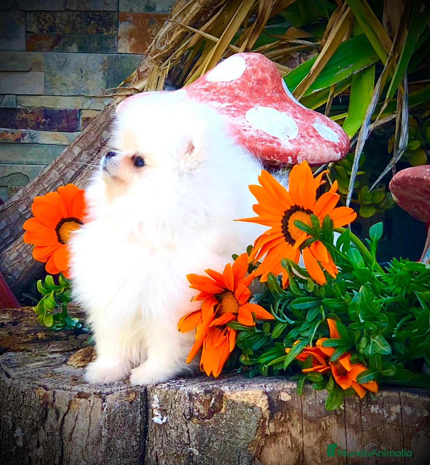 Pomerania perros Pomerania blanco - Anuncio 3