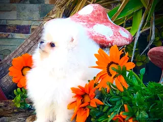 Pomerania perros Pomerania blanco - Anuncio 3