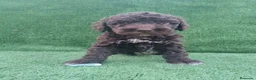 Perro de Agua Español perros en venta: Perro de agua Español  - Anuncio 8