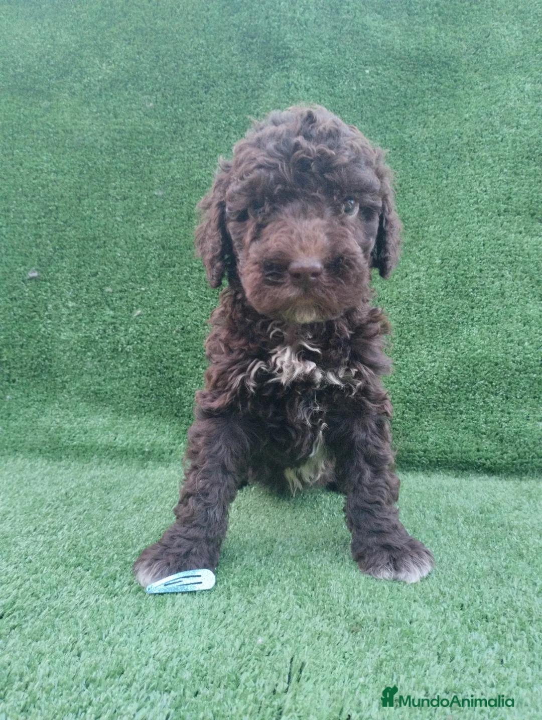 Perro de Agua Español perros en venta: Perro de agua Español  - Anuncio 8