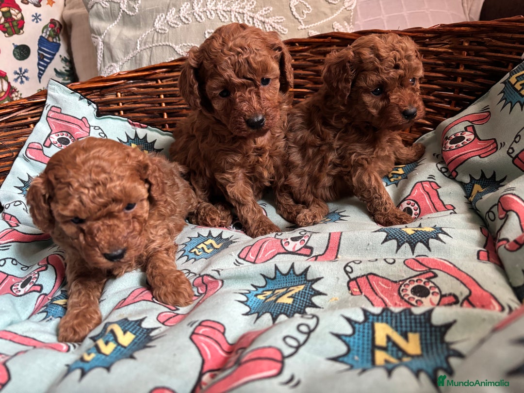 Caniche Toy perros en venta: Caniche toy rojo entrega para Enero . - Anuncio 6