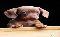 Teckel Miniatura perros en venta: TECKEL MARBELLA  - Imagen 2