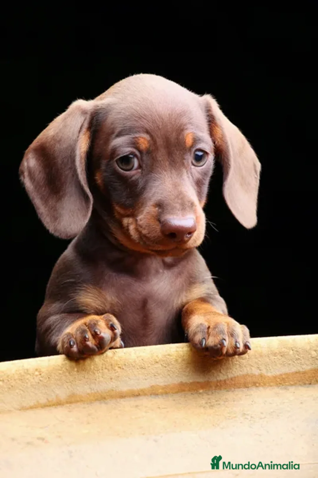 Teckel Miniatura perros en venta: TECKEL MARBELLA  - Imagen 2