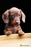 Teckel Miniatura perros TECKEL MARBELLA - Anuncio 3