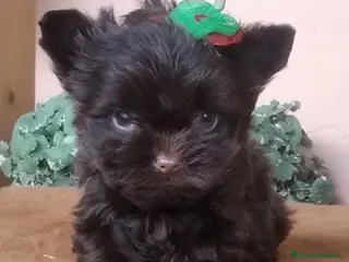 Yorkshire Terrier perros Cachorros Yorkshire Chocolate - Anuncio 3