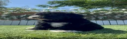 Perro de Agua Español perros en venta: PERRO DE AGUA ESPAÑOL - Anuncio 6