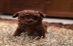 Caniche Toy perros en venta: EJEMPLARES DE CANICHE TOY  - Imagen 3