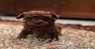 Caniche Toy perros - Anuncio 5