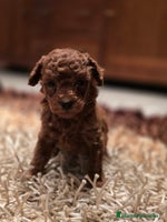 Caniche Toy perros - Anuncio 3