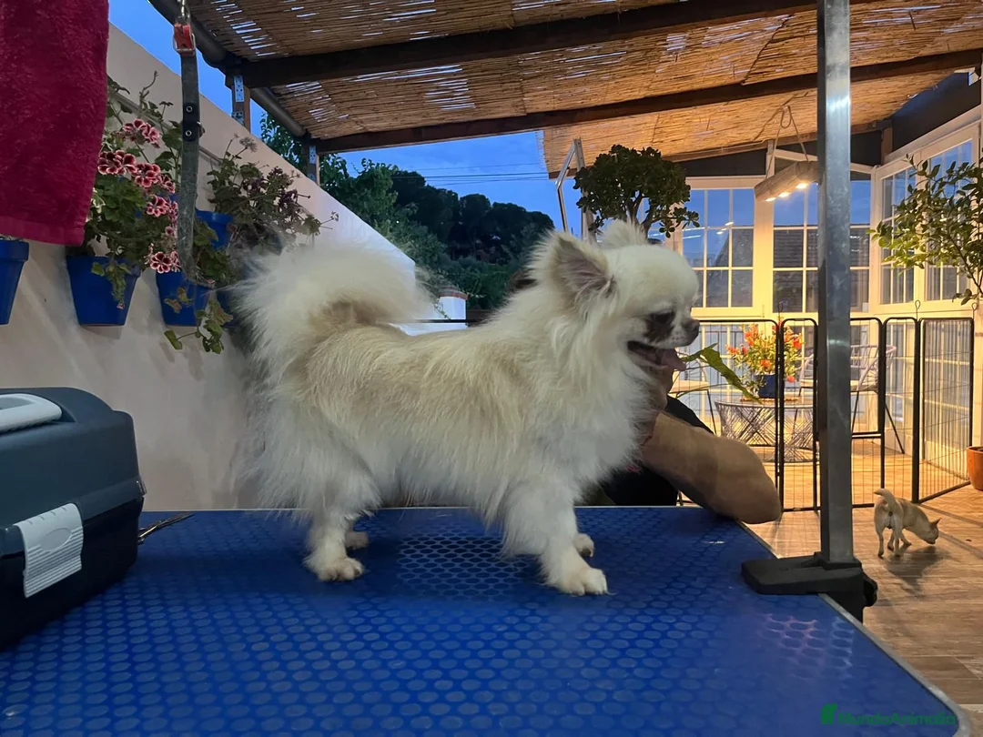 Chihuahua perros en venta: chihuahua en Madrid - Anuncio 2