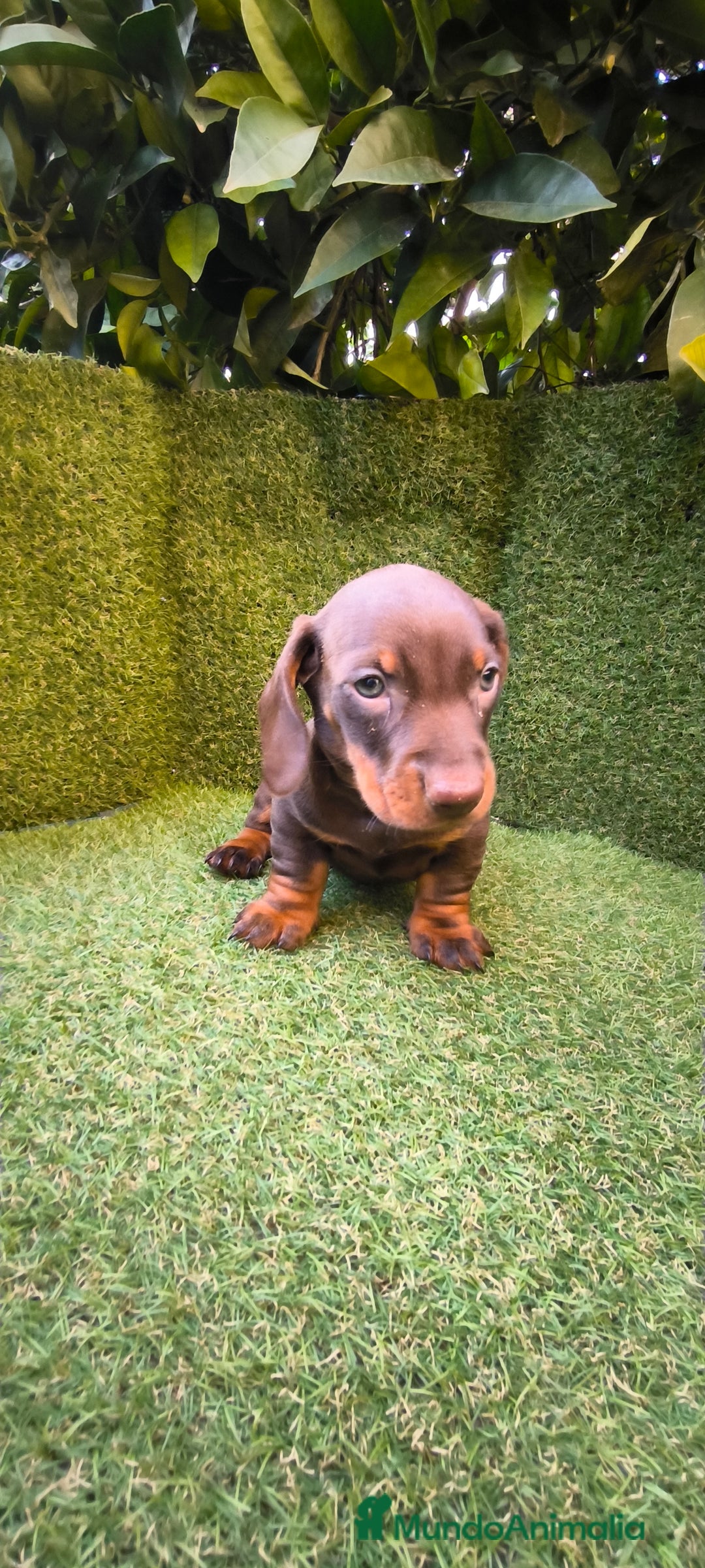 Teckel Miniatura perros en venta: camada de teckel miniatura varios colores  - Anuncio 5