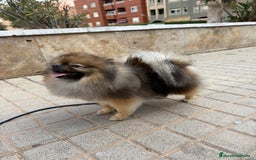 Pomerania perros para monta: Disponible para monta — Pomerania macho - Imagen 5