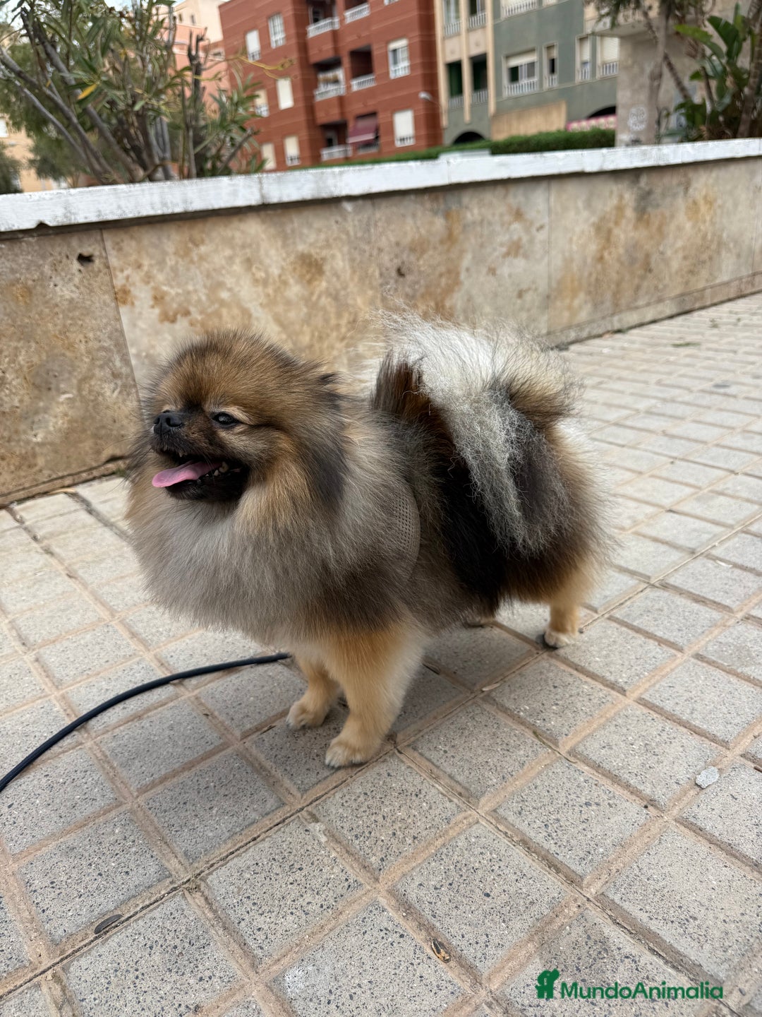 Pomerania perros para monta: Disponible para monta — Pomerania macho - Imagen 5