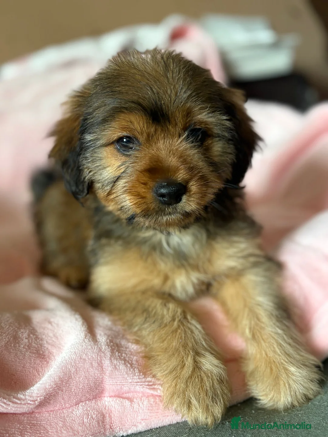 Yorkiepoo perros en venta: Últimos 2 machitos de Yorkiepoo  - Anuncio 1