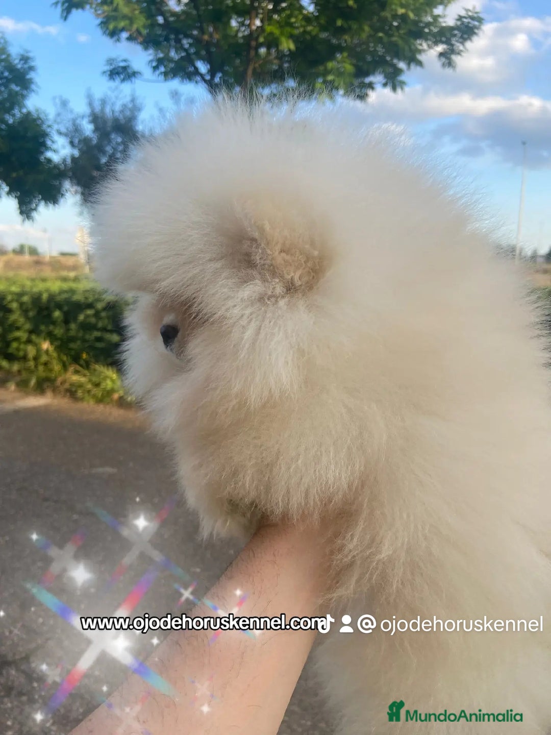 Pomerania perros en venta: Pomerania ositos Boo 🐾🐾 - Imagen 3