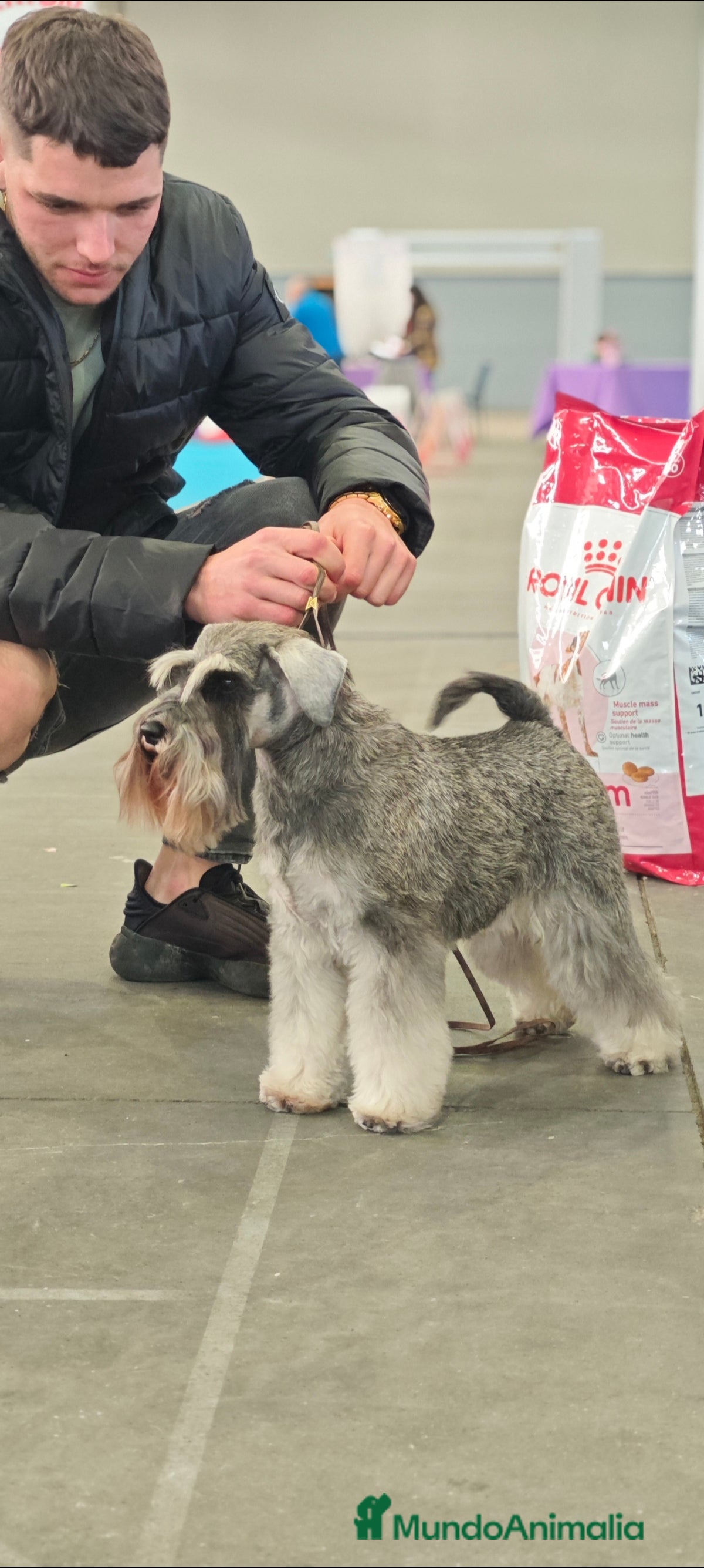 Schnauzer Miniatura perros Schnauzer mini  - Anuncio 1