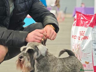 Schnauzer Miniatura perros Schnauzer mini - Anuncio 11