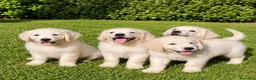 Golden Retriever perros en venta: Golden Retriever Belleza - Anuncio 1