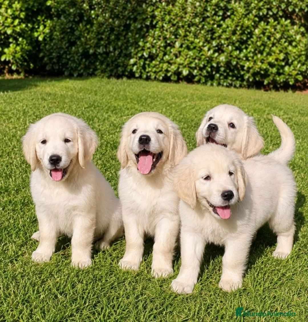 Golden Retriever perros en venta: Golden Retriever Belleza - Anuncio 1