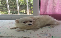 Pomchi perros en venta: Precioso pomchi - Imagen 2