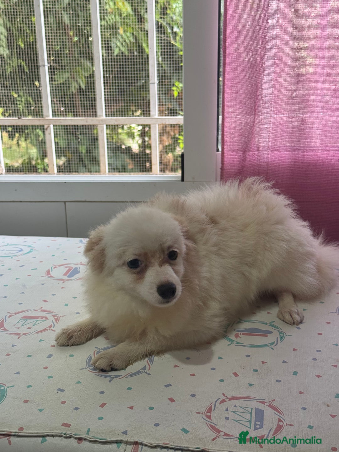Pomchi perros en venta: Precioso pomchi - Imagen 2