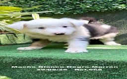 Border Collie perros en venta: Border Collie De Villa Biznaga - Imagen 9