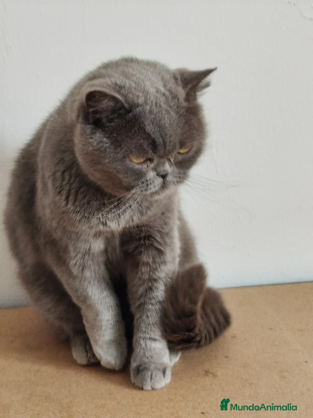 Británico de Pelo Corto gatos en venta: British Shorthair muy tipada  - Anuncio 4