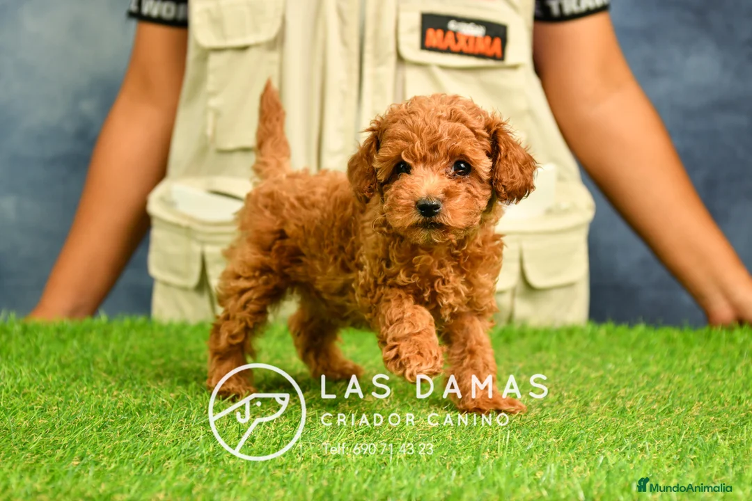 Caniche Enano perros en venta: Cachorros de Caniche Enano: amor, calidad garantía en Burgos - Anuncio 4