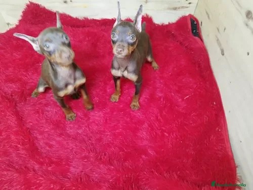 Pinscher Miniatura perros Pinscher miniatura cachorros !!  - Anuncio 2