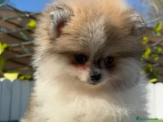 Pomerania perros POMERANIA HEMBRA - Anuncio 1