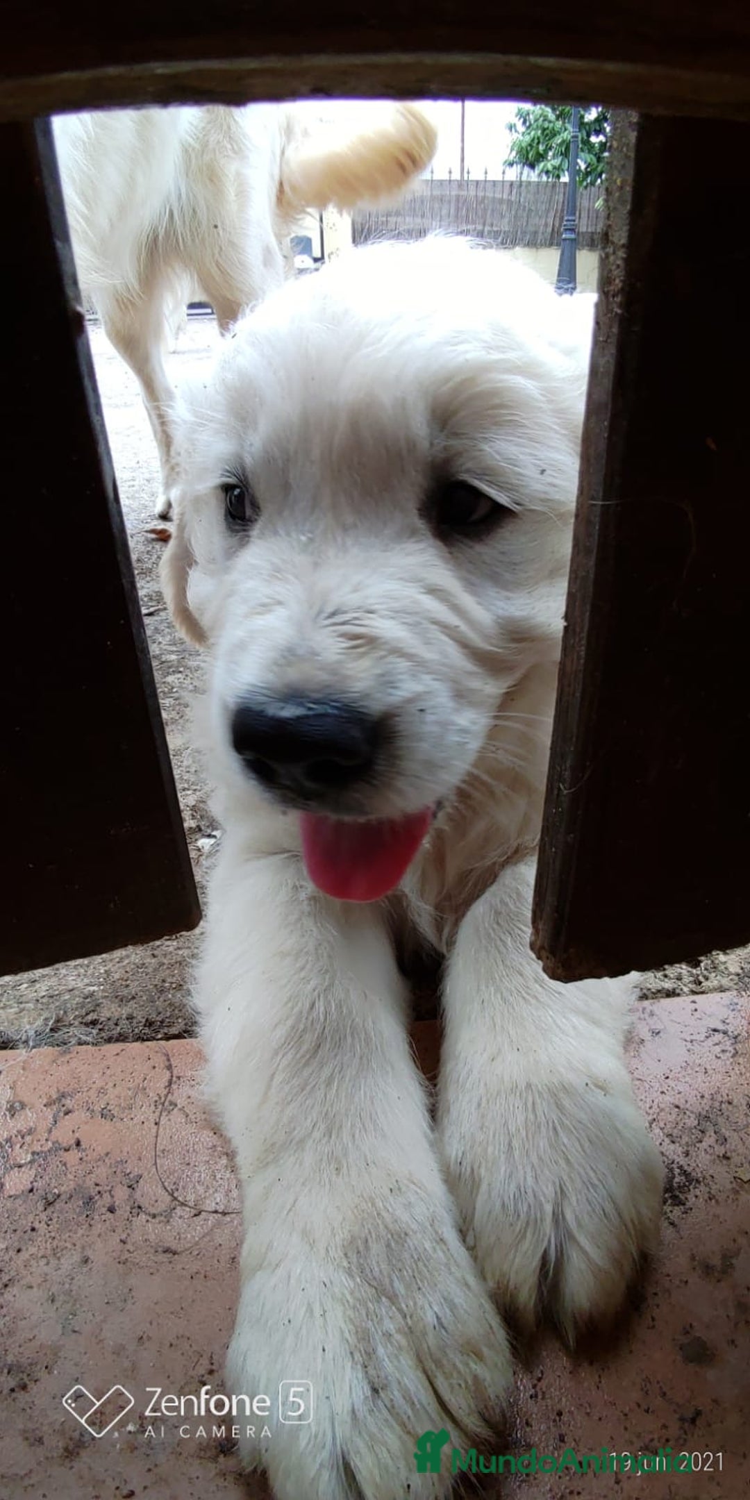 Golden Retriever perros en venta:  GOLDEN RETRIEVER ( 621123874 ) - Anuncio 7