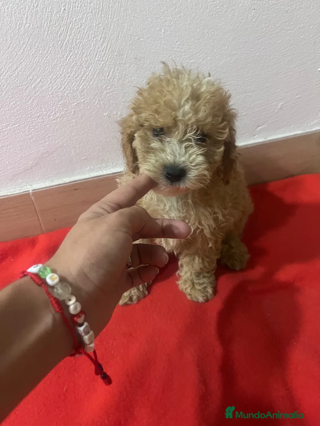 Maltipoo perros en venta: PRECIOSA HEMBRA DE MALTIPOO  - Anuncio 1