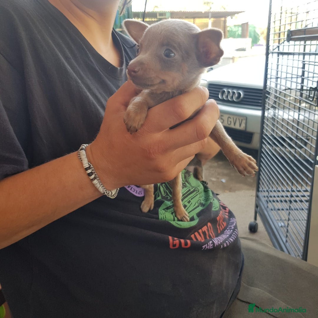 Ratón de Praga perros en venta: Raton de Praga  - Anuncio 8