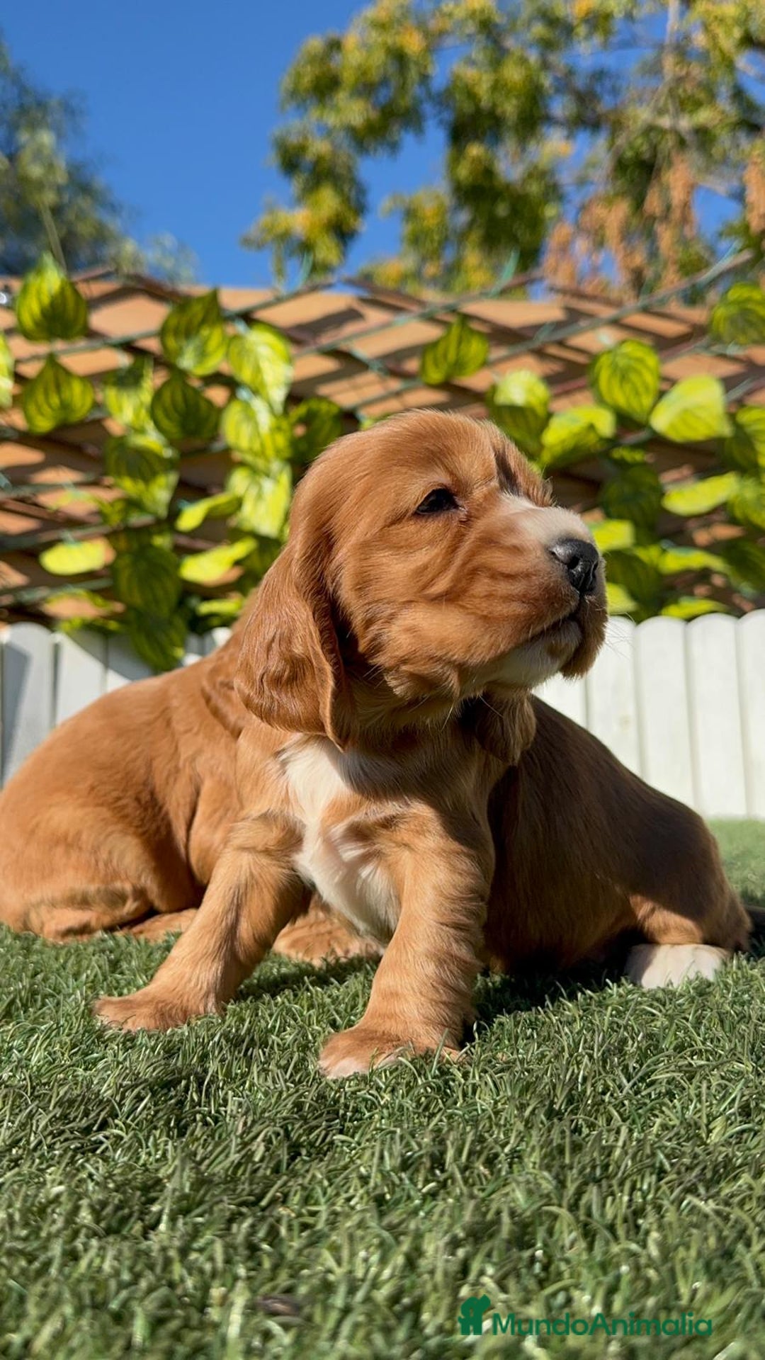 Cocker Spaniel Inglés perros en venta: COCKER SPANIEL INGLES - Anuncio 15