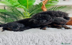 Caniche Toy perros en venta: CANICHE TOY HEMBRA - Imagen 14