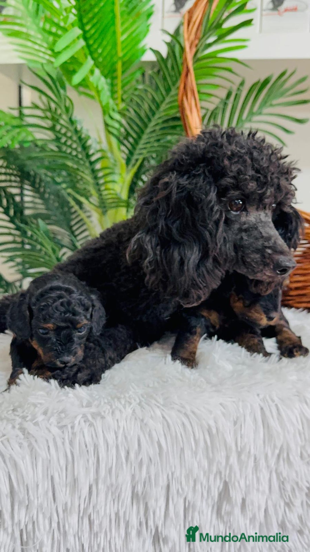 Caniche Toy perros en venta: CANICHE TOY HEMBRA - Imagen 14