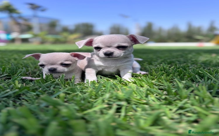 Chihuahua perros - Propaganda 3