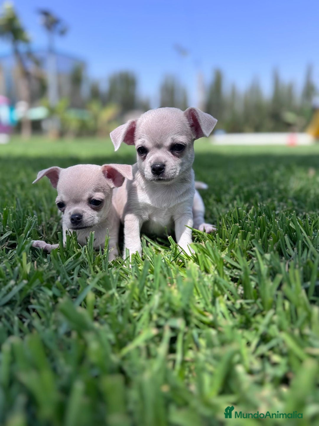 Chihuahua perros en venta: CHIHUAHUA MACHO - Imagen 1