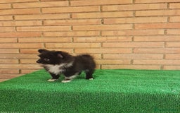 Pomerania perros en venta: Pomerania toy mini - Imagen 5
