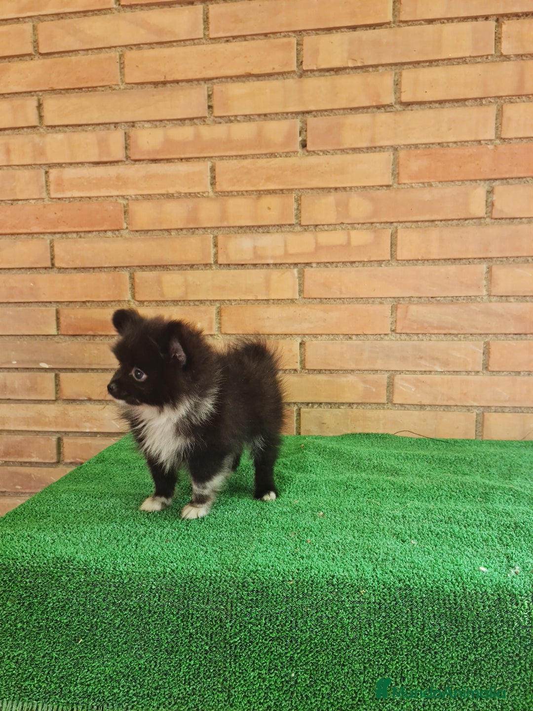 Pomerania perros en venta: Pomerania toy mini - Imagen 5