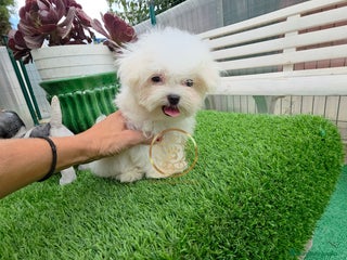 Bichón Maltés perros - Anuncio 9